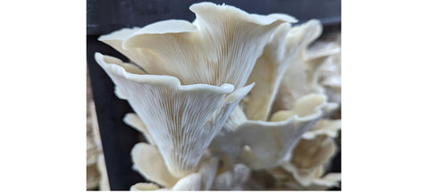 White oyster mushrooms, 151g