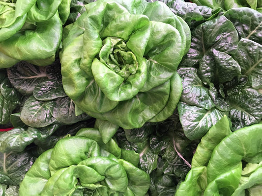 Local lettuce in winter in Ottawa|Local Produce|Regional Produce Icon|Local Microgreens|Regional Produce