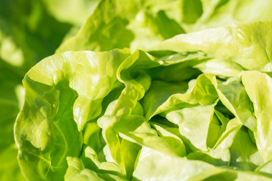 |Local Hydroponic Lettuce