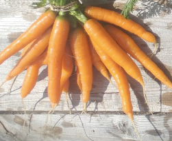 Carrots, 10lb