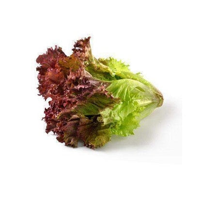 Laitue frisée rouge